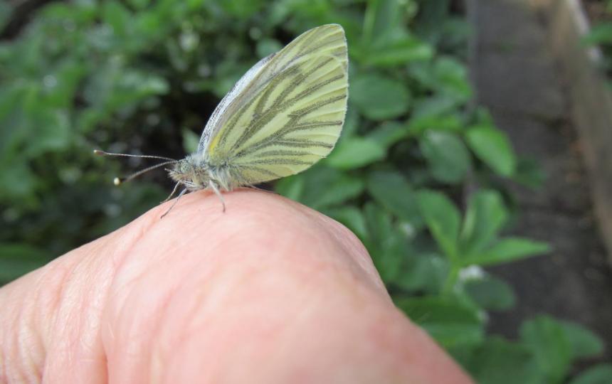 Klein geaderde witjes