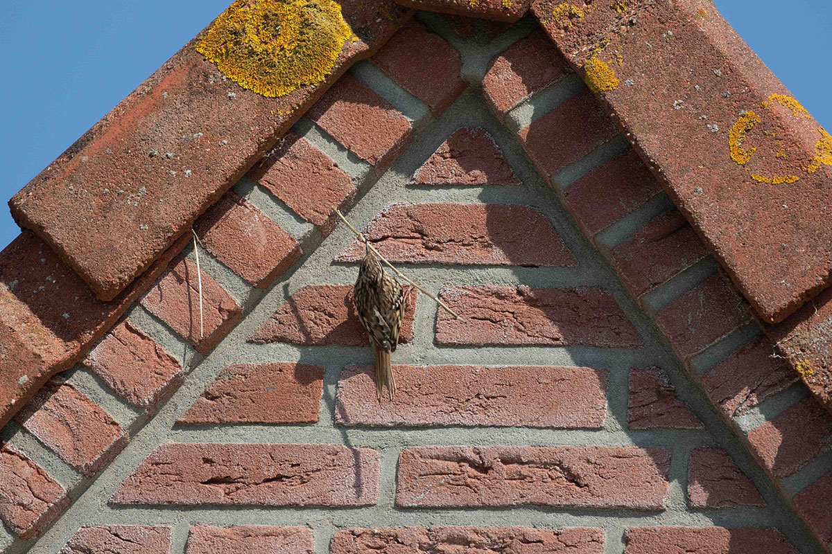 Boomkruiper, foto Jouke Altenburg