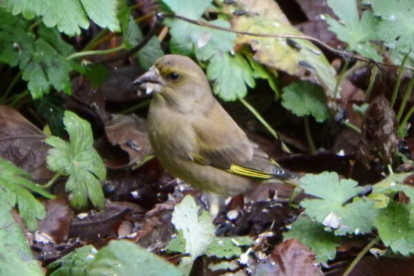 Groenling In De Tuin, Foto Johan De Kruif