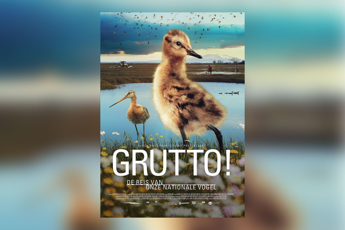 Grutto! De reis van onze nationale vogel