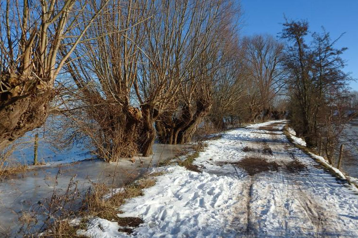 Redichemse Waard bij Culemborg met sneeuw