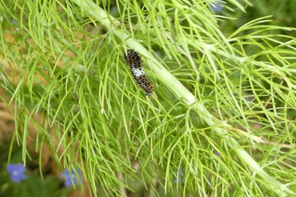 Rups Koninginnepage