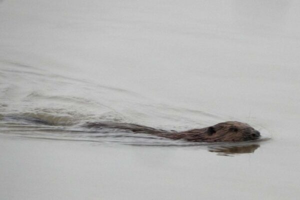 Bever in de Baarsemwaard