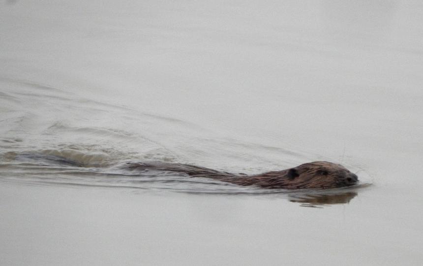 Bever in de Baarsemwaard