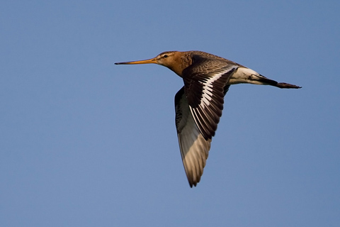 Vogels in de buurt: De eerste grutto’s zijn terug!