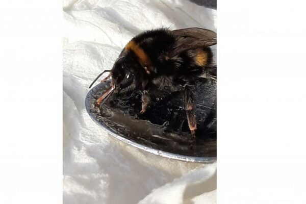 Vroege hommel