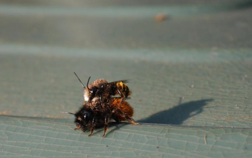 Rosse metselbijen