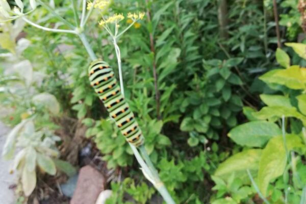 rups koninginnepage