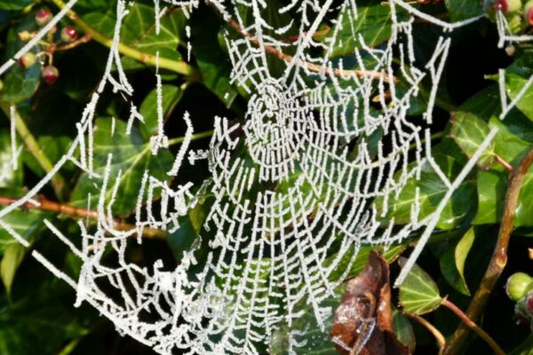 Spinnenweb met rijp