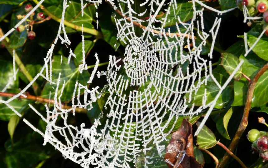 Spinnenweb met rijp