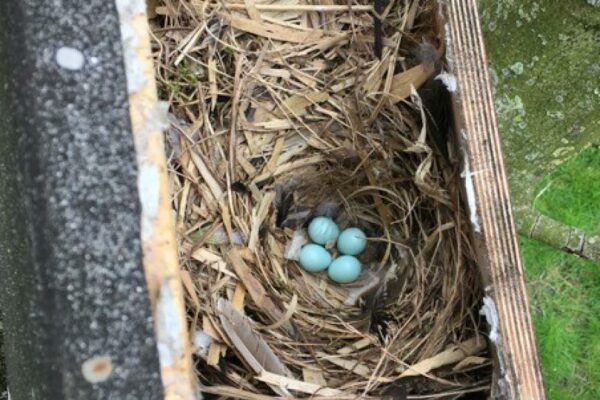 spreeuwennest in uilenkast