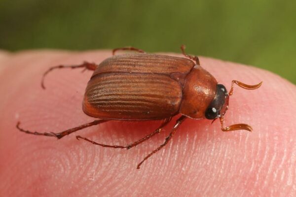 Roestbruine bladsprietkever (Serica brunna)