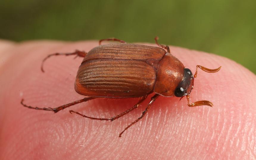 Roestbruine bladsprietkever (Serica brunna)