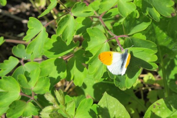 oranjetipje in de tuin