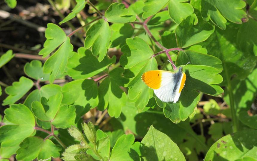 oranjetipje in de tuin