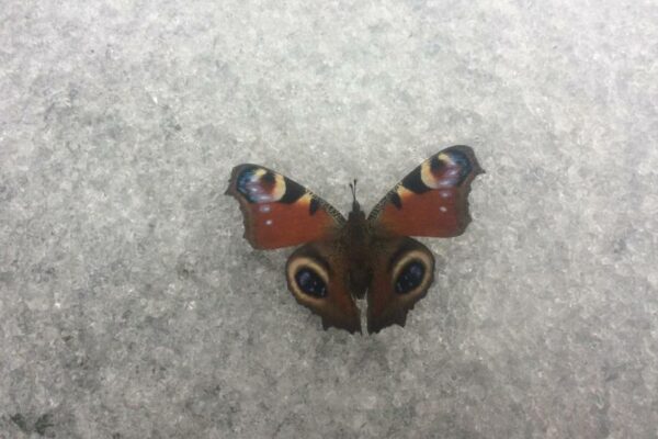 Dagpauwoog in de sneeuw