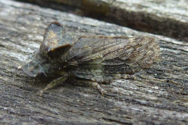 oorcicade (Ledra aurita)