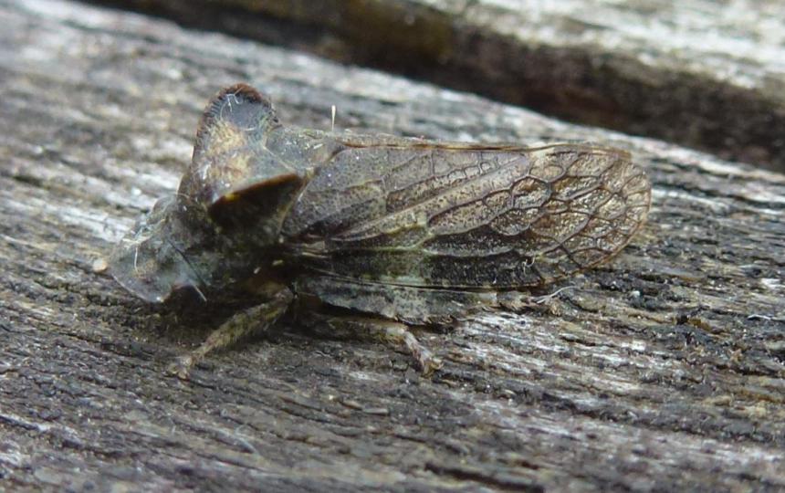 oorcicade (Ledra aurita)