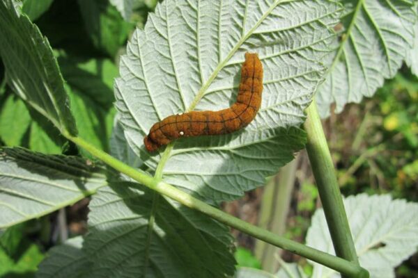 Rups vuursteenvlinder