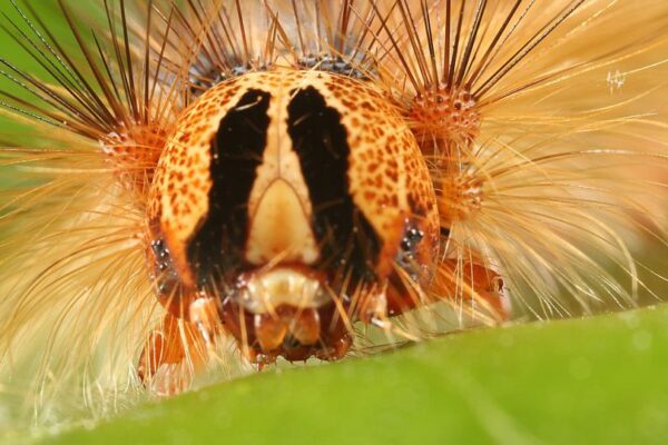 Rups Plakker