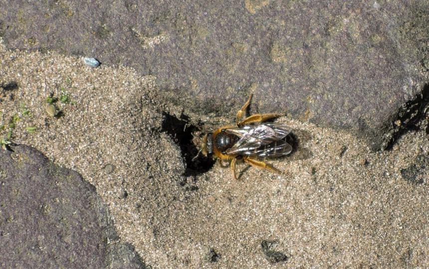 Roodpotige groefbij