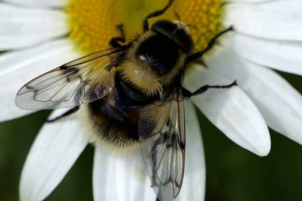 Hommelreus in de Steenwaard