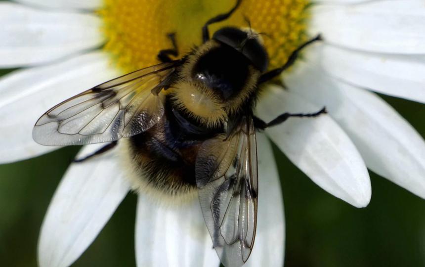 Hommelreus in de Steenwaard