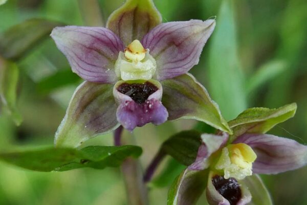 Brede wespenorchis