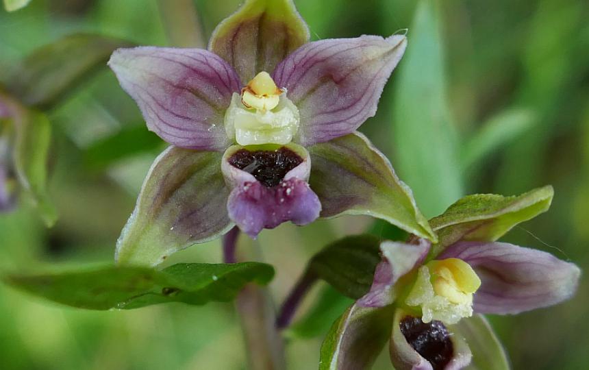 Brede wespenorchis