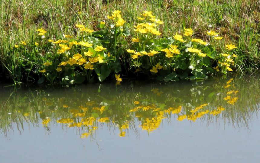 Dotterbloemen (Hans Kunstman)