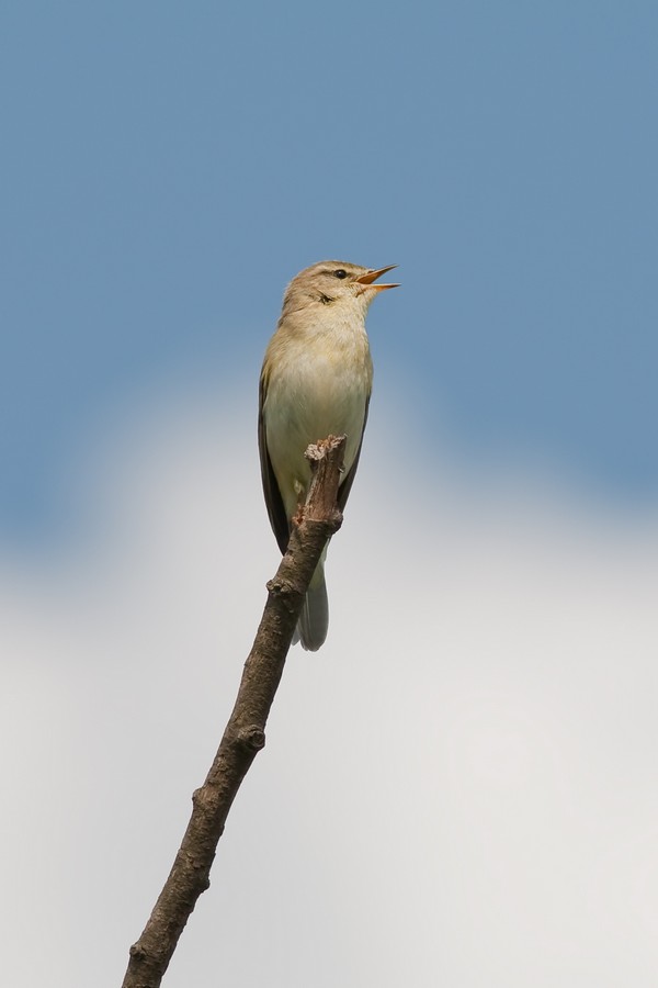 Vogels in de buurt: In april kan alles!