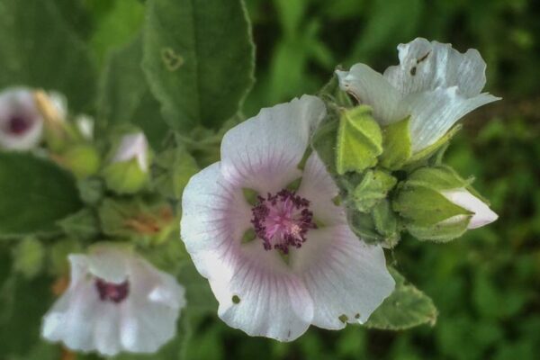 heemst (plant)