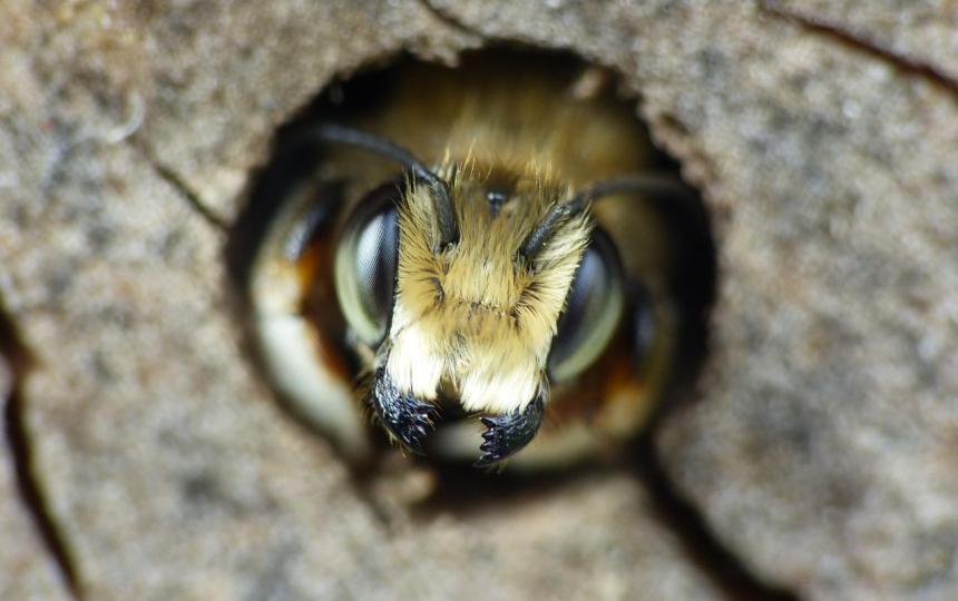 Rosse metselbij in bijenhotel