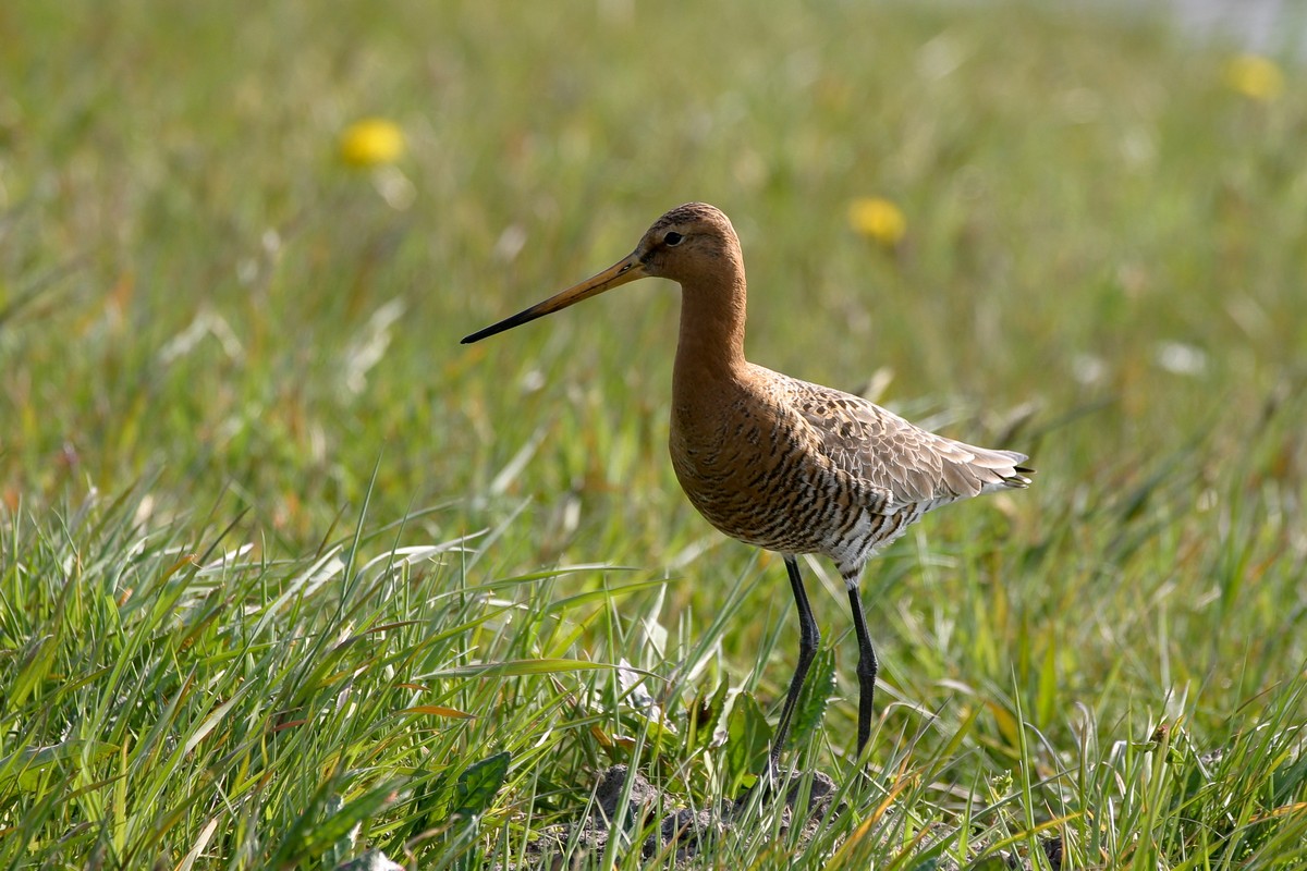 Vogels in de buurt: fietsexcursie