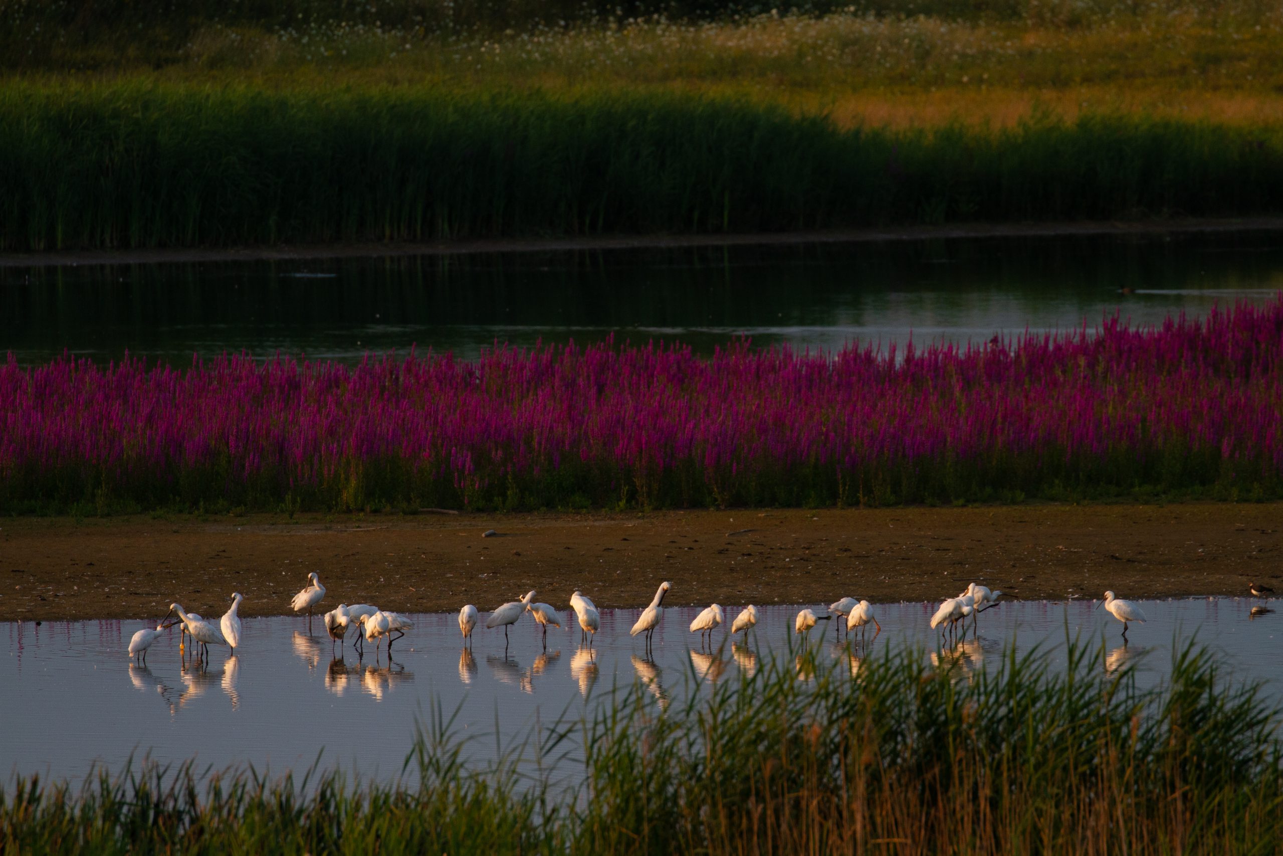 Wetlands: parels of roestige schakels langs de Flyway?