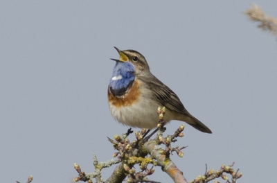 Vogels in de buurt (1): Op zoek naar de mooiste zanger