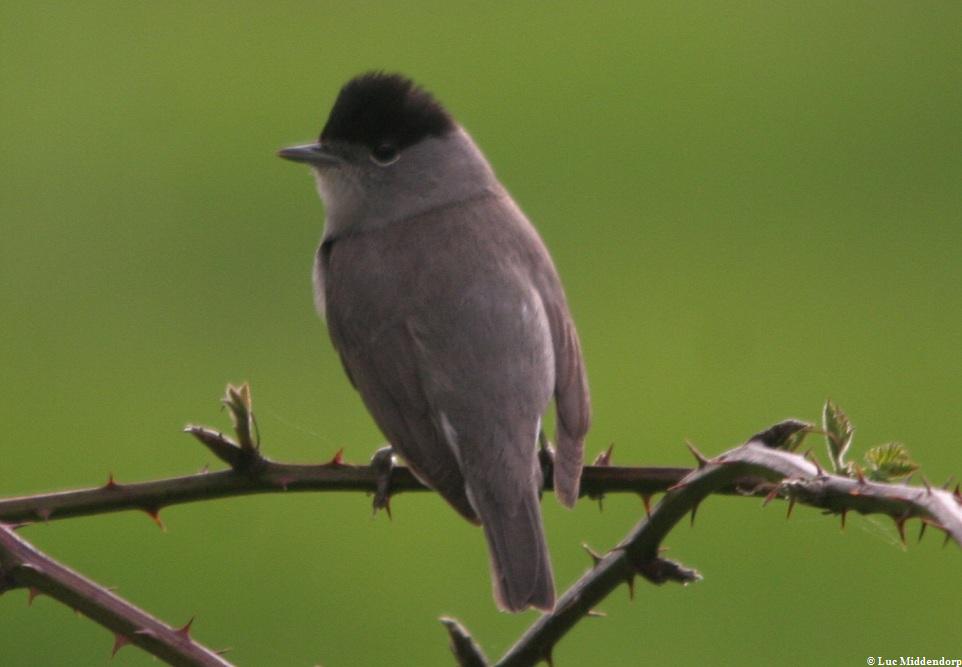 Vogels in de buurt (2): Nu de beste tijd voor bezoek aan Mariënwaerdt