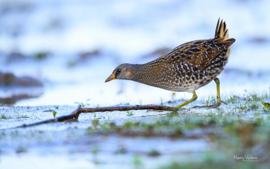 Jeugdactiviteit: Ouder-kind-excursie naar de Zouweboezem