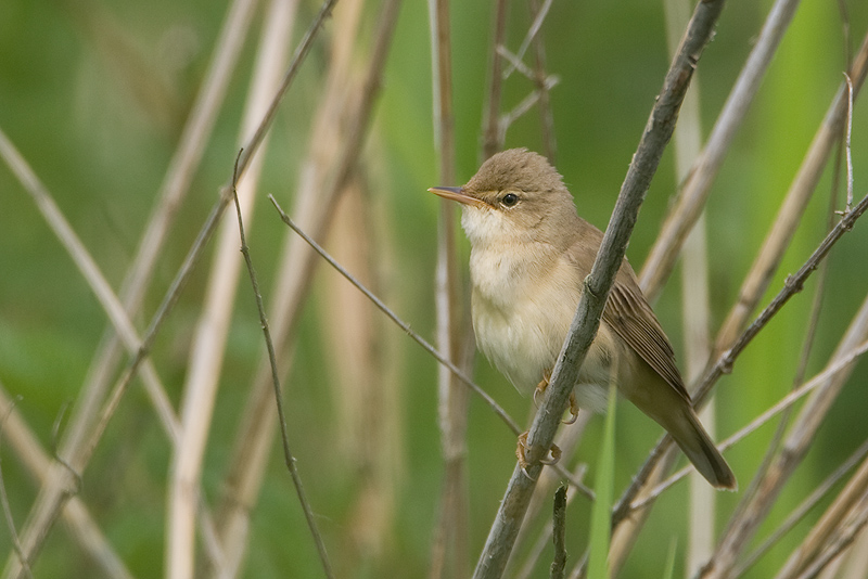 Vogels in de buurt: 180 riedeltjes van de bosrietzanger