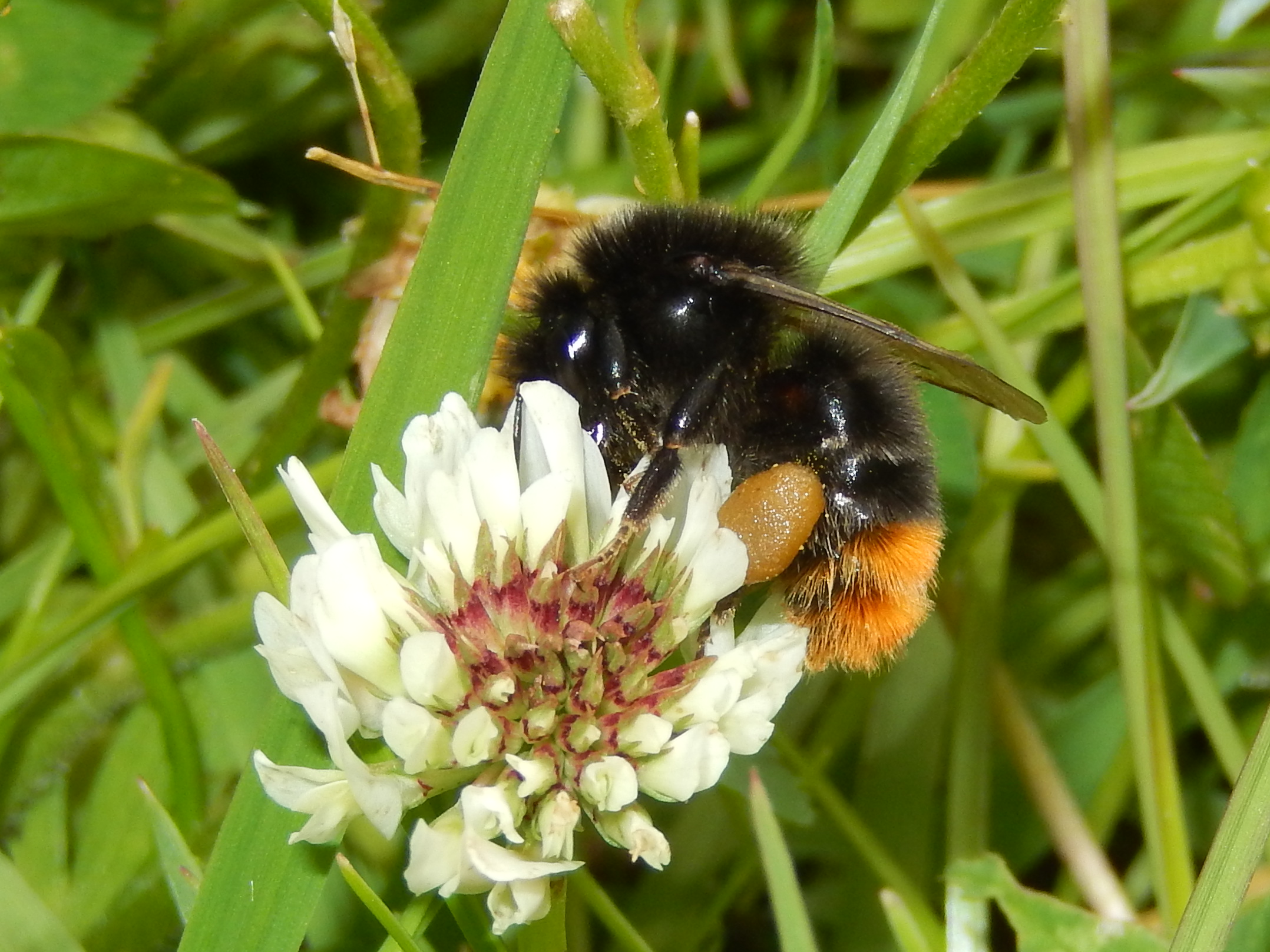 Hommelworkshop en excursie, aanmelden vanaf nu