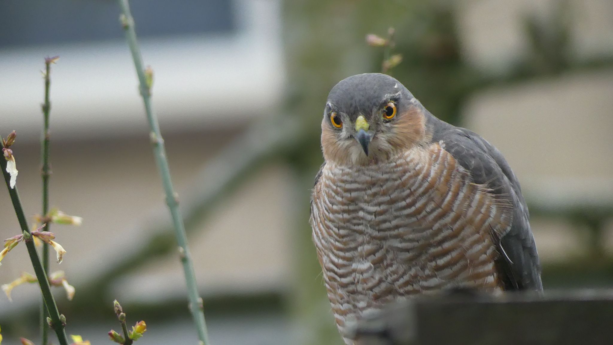 Vogels in de buurt: Pinksterexcursie zondag 8 juni