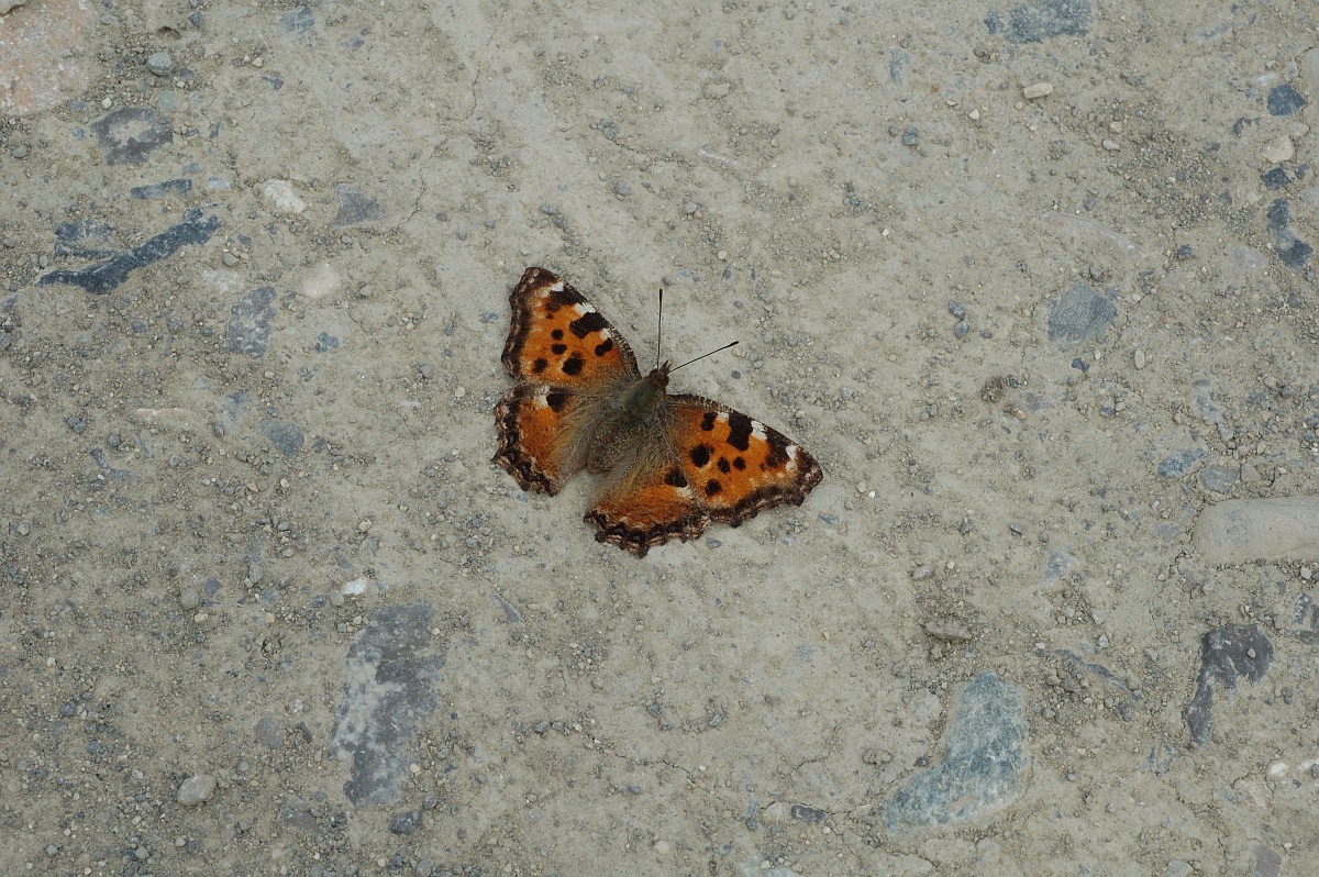 Lezing vakantiefoto’s en -verhalen: Natuur dichtbij en veraf.