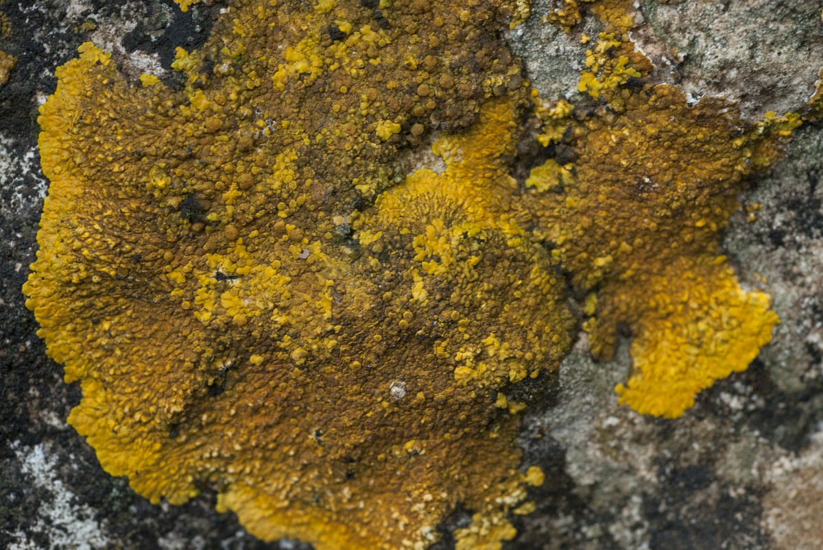 Jeugdactiviteit: Korstmossen en diersporen