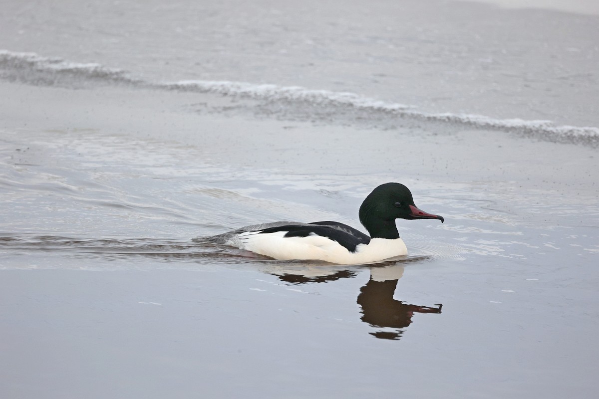 Vogels in de buurt: Vogeltrek!