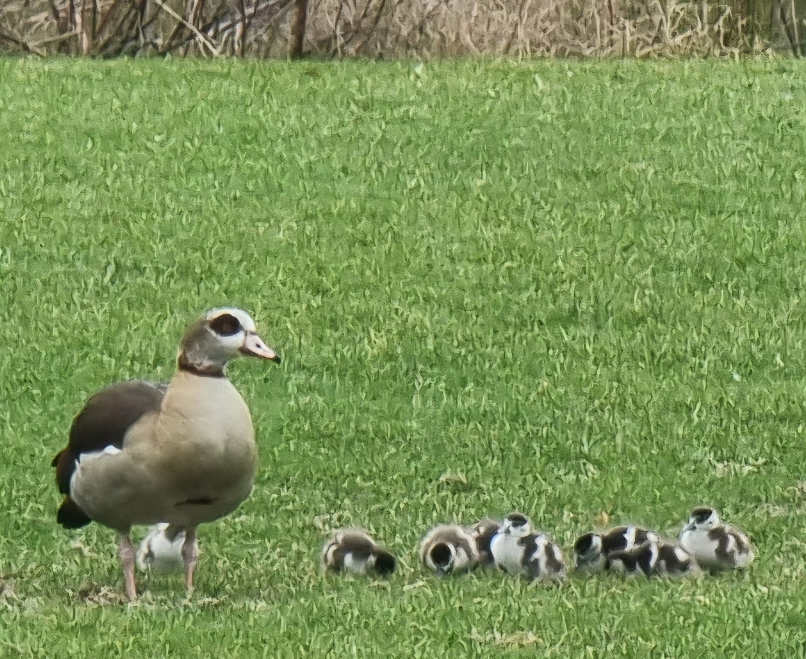 Vogels in de buurt, excursie december