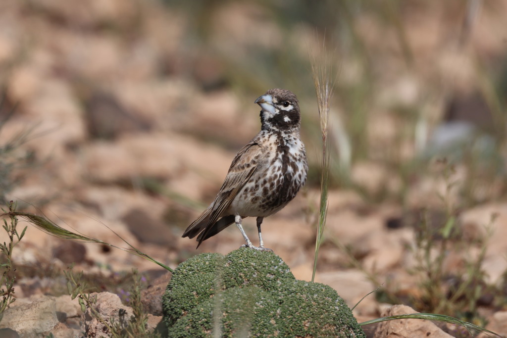 Lezing: Culemborgse vogelaars in Marokko