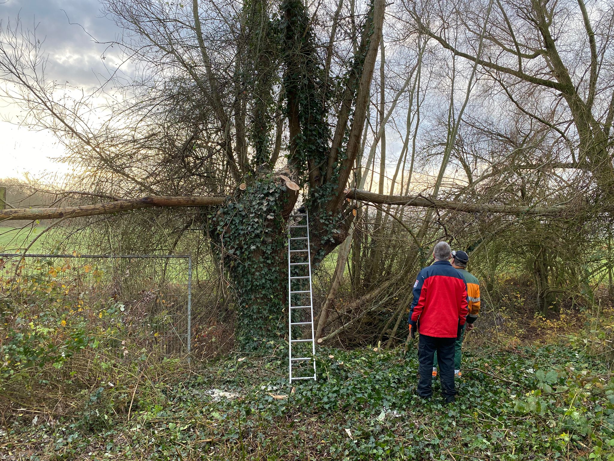 Knotwilgen snoeien Werk aan het Spoel - Armenboomgaard