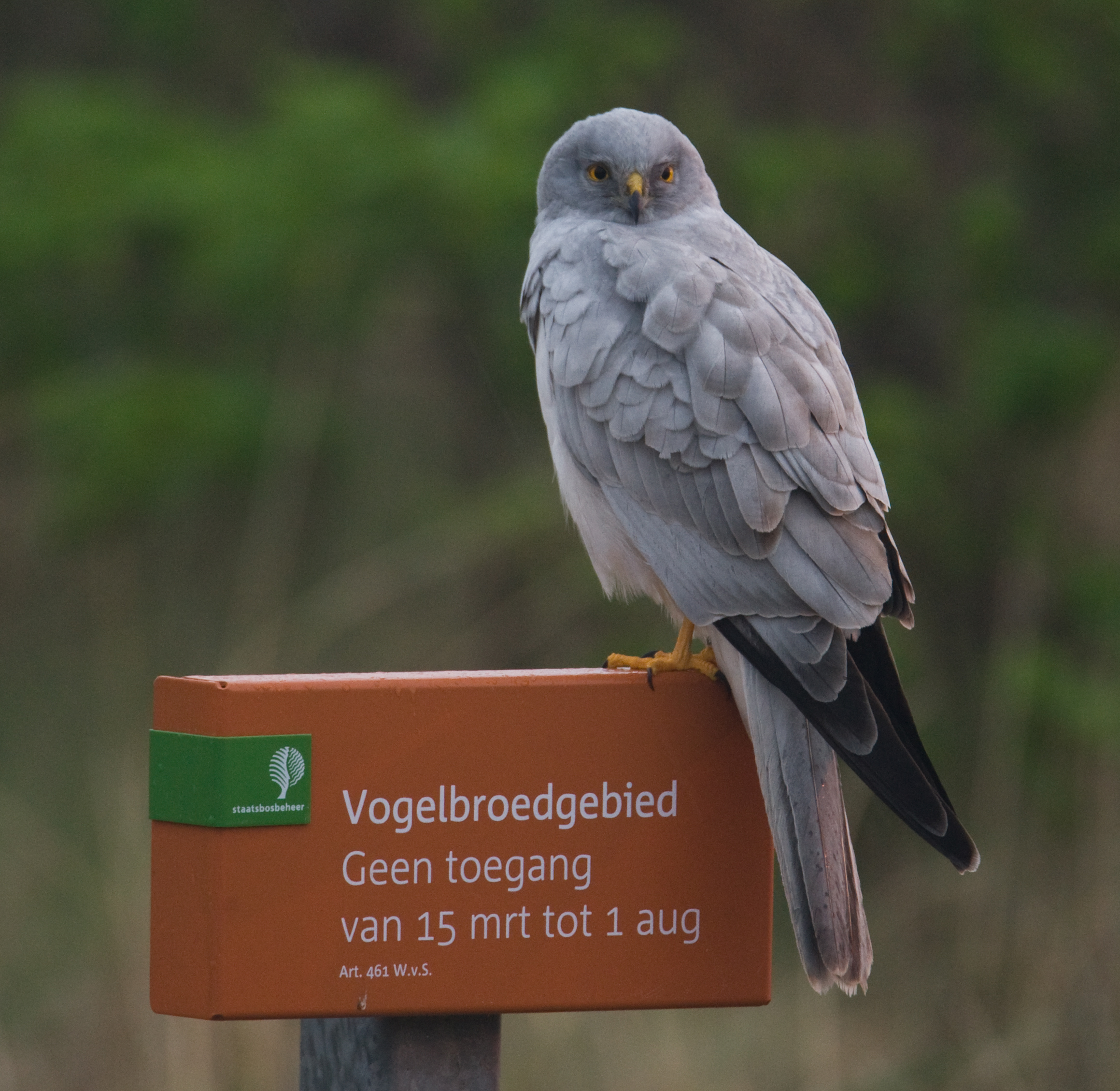 Vogels in de buurt, excursie