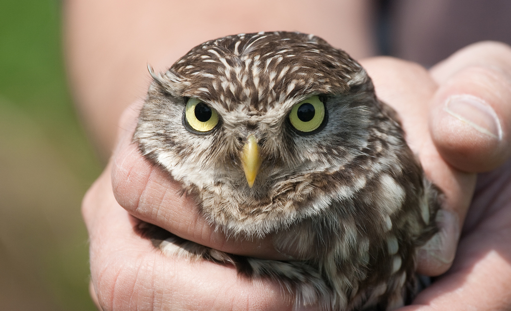 Lezing: Steenuilen in de kijker - Boerenzwaluwen onder de loep