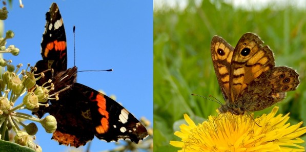 Mogelijk excursie behorend bij de workshop dagvlinders van 22-04-2026